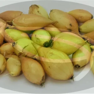 Corinthian Yellow Onion Sets - Non-GMO Seed Onions for Planting - Image 3