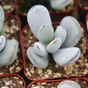 Cotyledon Orbiculata White Succulent Live Plant – Rare 2 inch Pot - Image 3