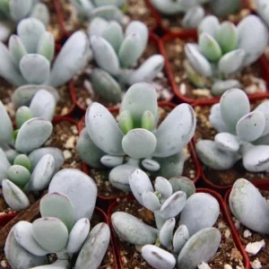 Cotyledon Orbiculata White Succulent Live Plant – Rare 2 inch Pot - Image 4