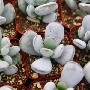 Cotyledon Orbiculata White Succulent Live Plant – Rare 2 inch Pot - Image 1