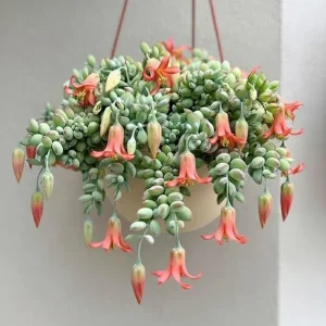 Cotyledon Pendens Live Plant – Trailing Succulent – 4-7 inches – 4 inch Pot - Image 4