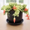 Cotyledon Pendens Live Plant - Trailing Succulent in 4-inch Pot Indoor - Image 1