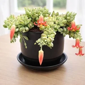 Cotyledon Pendens Live Plant - Trailing Succulent in 4-inch Pot Indoor - Image 2
