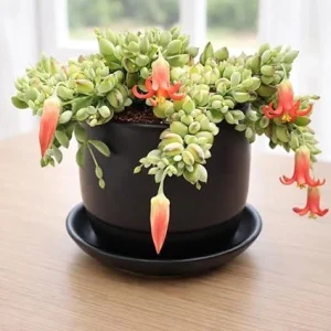 Cotyledon Pendens Live Plant - Trailing Succulent in 4-inch Pot Indoor - Image 6