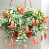 Cotyledon Pendens Live Succulent Plant, 2 Inch Pot, Trailing Cliff Cotyledon, Indoor/Outdoor - Image 1