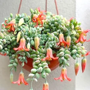 Cotyledon Pendens Live Succulent Plant, 2 Inch Pot, Trailing Cliff Cotyledon, Indoor/Outdoor - Image 4