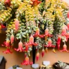 Cotyledon Pendens Live Succulent Plant in 2'' Pot - Trailing Houseplant - Image 1
