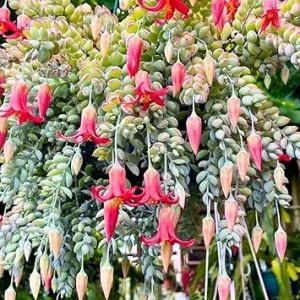 Cotyledon Pendens Live Succulent Plant in 4 Inch Pot - Trailing Houseplant - Image 7