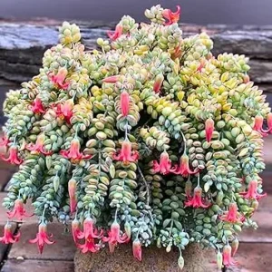 Cotyledon Pendens Succulent Live Plant - Trailing Houseplant in 2 Inch Pot - Image 5