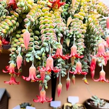 Cotyledon Pendens Succulent Live Plant – Trailing Houseplant in 2 Inch Pot – Indoor/Outdoor - Image 5