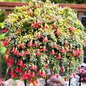 Cotyledon Pendens Succulent Live Plant - Trailing Houseplant in 2 Inch Pot - Image 1