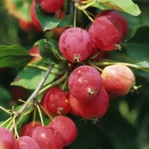 Crabapple Tree Live Plant - 6-12 Inch Flowering Seedling, Outdoor - Image 2
