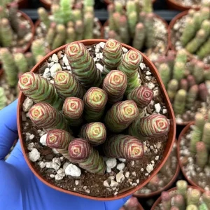 Crassula Baby Necklace Succulent Live Plant - Trailing Indoor Houseplant - Image 2