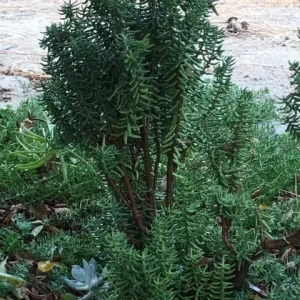 Crassula tetragona Miniature Pine Tree Succulent Live Plant – Rooted or Cuttings – 4-8 inches - Image 2