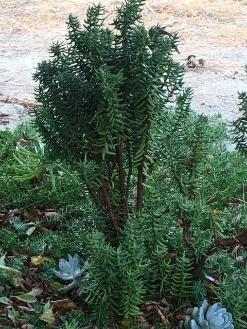 Crassula tetragona Miniature Pine Tree Succulent Live Plant – Rooted or Cuttings – 4-8 inches - Image 2