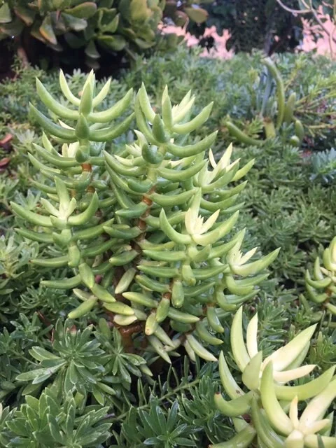 Crassula tetragona Miniature Pine Tree Succulent Live Plant – Rooted or Cuttings – 4-8 inches - Image 3