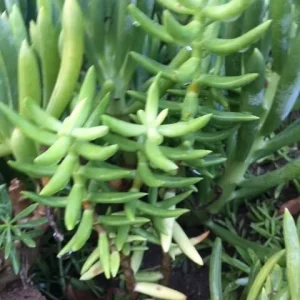 Crassula tetragona Miniature Pine Tree Succulent Live Plant – Rooted or Cuttings – 4-8 inches - Image 4