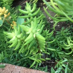 Crassula tetragona Miniature Pine Tree Succulent Live Plant – Rooted or Cuttings – 4-8 inches - Image 5