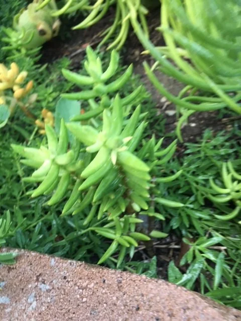 Crassula tetragona Miniature Pine Tree Succulent Live Plant – Rooted or Cuttings – 4-8 inches - Image 5