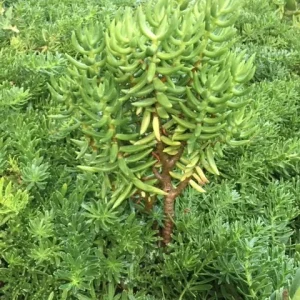 Crassula tetragona Miniature Pine Tree Succulent Live Plant – Rooted or Cuttings – 4-8 inches - Image 6