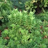 Crassula tetragona Miniature Pine Tree Succulent Live Plant – Rooted or Cuttings – 4-8 inches - Image 1