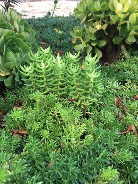 Crassula tetragona Miniature Pine Tree Succulent Live Plant – Rooted or Cuttings – 4-8 inches - Image 1