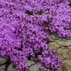 Creeping Thyme Seeds - 100,000 Thymus Serpyllum Perennial Ground Cover - Image 2