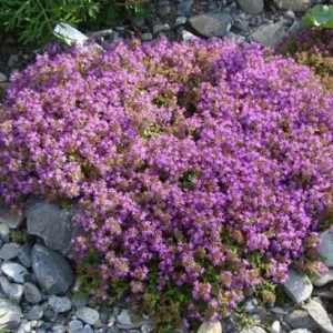 Creeping Thyme Seeds - 100,000 Thymus Serpyllum Perennial Ground Cover - Image 3