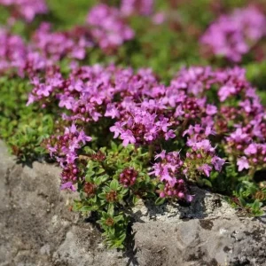 Creeping Thyme Seeds - 100,000 Thymus Serpyllum Perennial Ground Cover - Image 4