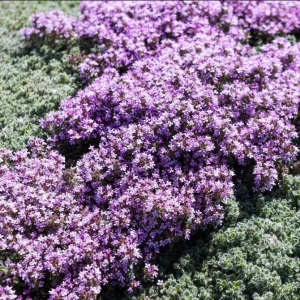Creeping Thyme Seeds - 100,000 Thymus Serpyllum Perennial Ground Cover - Image 5