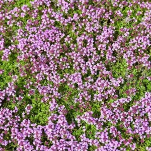 Creeping Thyme Seeds - 100,000 Thymus Serpyllum Perennial Ground Cover - Image 1
