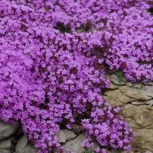 Creeping Thyme Seeds - 150,000 Thymus Serpyllum Perennial Seeds for Outdoor Garden - Image 2