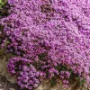 Creeping Thyme Seeds - 150,000 Thymus Serpyllum Perennial Seeds for Outdoor Garden - Image 1