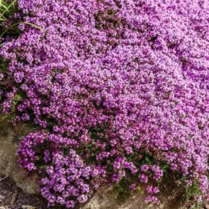 Creeping Thyme Seeds - 150,000 Thymus Serpyllum Perennial Seeds for Outdoor Garden - Image 1