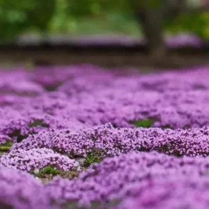 Creeping Thyme Seeds - 50,000 Thymus Serpyllum Perennial Seeds for Outdoor Garden - Image 2