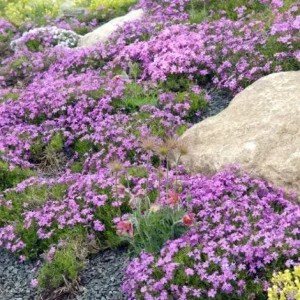 Creeping Thyme Seeds - 50,000 Thymus Serpyllum Perennial Seeds for Outdoor Garden - Image 3