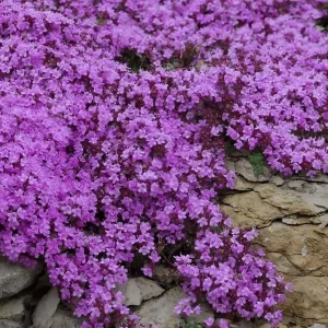 Creeping Thyme Seeds - 50,000 Thymus Serpyllum Perennial Seeds for Outdoor Garden - Image 5