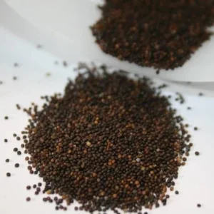 Creeping Thyme Seeds - 50,000 Thymus Serpyllum Perennial Seeds for Outdoor Garden - Image 6