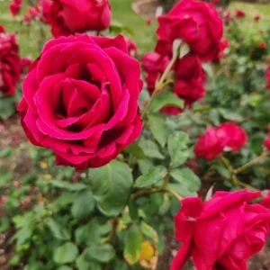 Crimson Glory Climbing Rose Live Plant - Red Hybrid Tea Flowers, 5-9