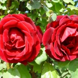Crimson Glory Climbing Rose Live Plant - Red Hybrid Tea Flowers, 5-9