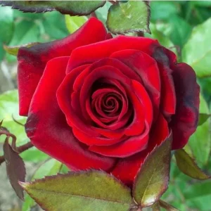 Crimson Glory Climbing Rose Live Plant - Red Hybrid Tea Flowers, 5-9