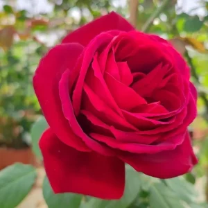 Crimson Glory Climbing Rose Live Plant - Red Hybrid Tea Flowers, 5-9