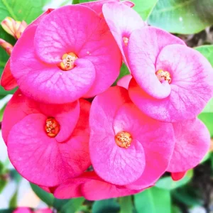 Crown of Thorns Live Plant - Euphorbia Milii Cactus 4-7 Inches Tall - White Flowers - Image 2