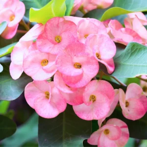 Crown of Thorns Live Plant - Euphorbia Milii Cactus 4-7 Inches Tall - White Flowers - Image 4