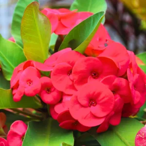 Crown of Thorns Live Plant - Euphorbia Milii Cactus 4-7 Inches Tall - White Flowers - Image 1