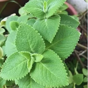 Cuban Oregano Live Plant - 2 Pack, Mexican Mint, Spanish Thyme, Full Sun - Image 1