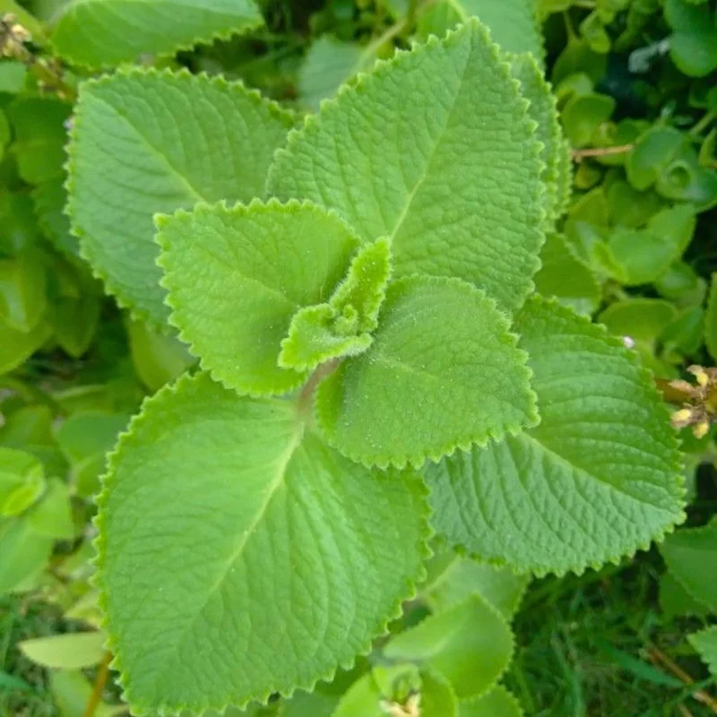 Cuban Oregano Live Plant Set, 2 Well-Rooted Herb Plants, 4-8 Inches Tall, Indoor/Outdoor - Image 2