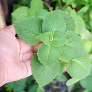 Cuban Oregano Live Plant Set, 2 Well-Rooted Herb Plants, 4-8 Inches Tall, Indoor/Outdoor - Image 3