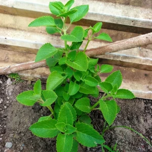 Cuban Oregano Live Plant Set, 2 Well-Rooted Herb Plants, 4-8 Inches Tall, Indoor/Outdoor - Image 5