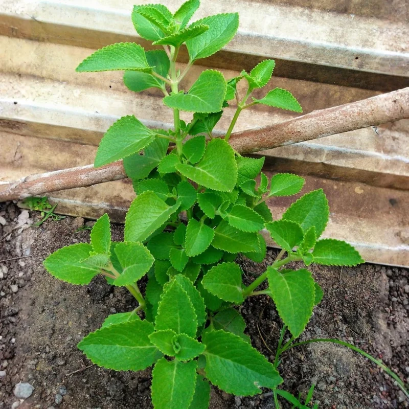 Cuban Oregano Live Plant Set, 2 Well-Rooted Herb Plants, 4-8 Inches Tall, Indoor/Outdoor - Image 5